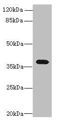 PTAFR Antibody