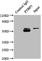 PTBP3 antibody