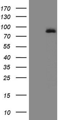 PTCH1 Antibody