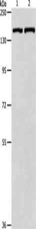 PTCH1 Antibody