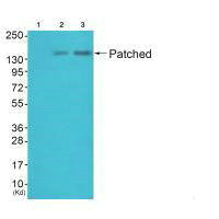 PTCH1 Antibody