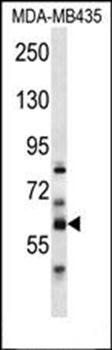 PTDSS2 antibody