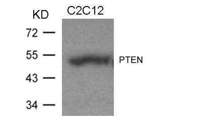 PTEN Antibody
