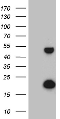 PTEN Antibody