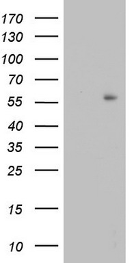 PTEN Antibody