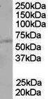 PTEN Antibody