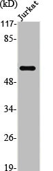 PTEN Antibody