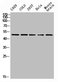 PTEN antibody