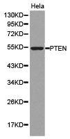 PTEN Antibody