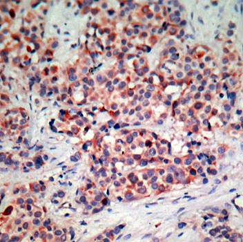 PTEN (Ab-370) Antibody
