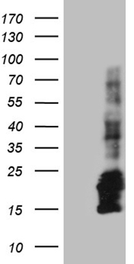 PTF1A Antibody