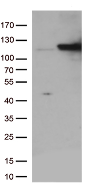 PTF1A Antibody