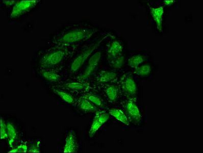 PTF1A Antibody