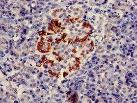 PTF1A Antibody