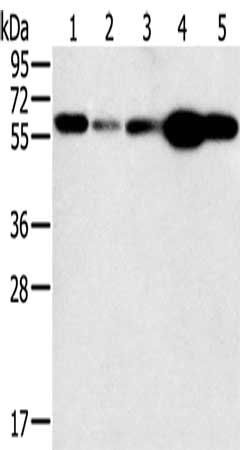 PTGER2 Antibody