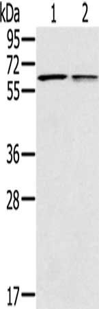PTGER2 antibody