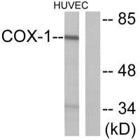 PTGS1 Antibody