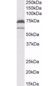 PTGS1 antibody