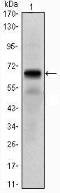 PTH1R Antibody