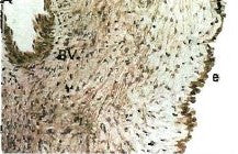 PTHLH Monoclonal Antibody