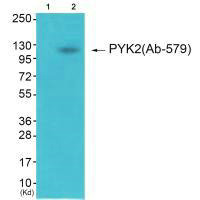 PTK2B Antibody