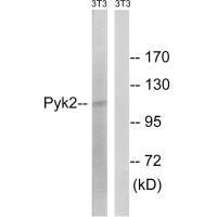 PTK2B Antibody
