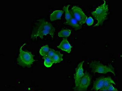 PTK6 Antibody