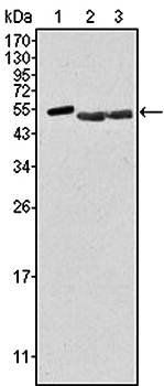 PTK6 Antibody