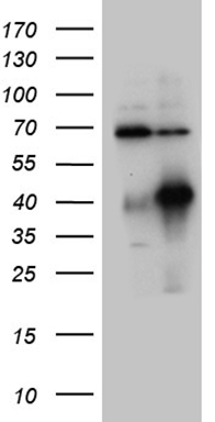 TWF1 Antibody