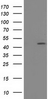 PTP epsilon Antibody