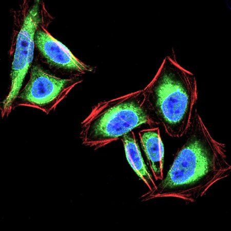 PTPN1 Antibody