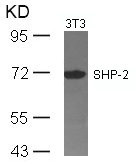 PTPN11 (Ab-542) antibody