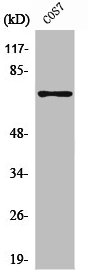 PTPN11 antibody