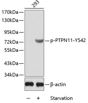 PTPN11 (Phospho-Y542) antibody