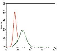 PTPN11 Antibody