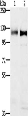 PTPN12 antibody