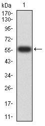 PTPN14 Antibody