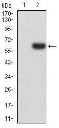 PTPN14 Antibody