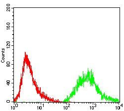 PTPN1 Antibody