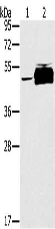 PTPN20A; Antibody
