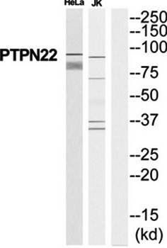 PTPN22 Antibody