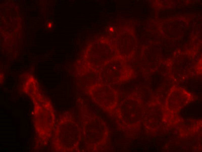 PTPN6 Antibody