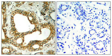 PTPN6 Antibody