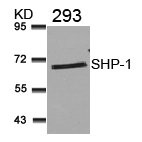 PTPN6 Antibody