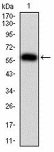 PTPN6 Antibody