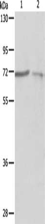 PTPN6 Antibody