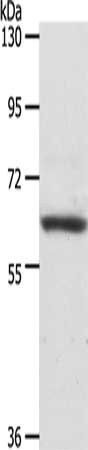 PTPN6 antibody