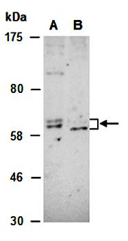 PTPN6 (N) Antibody, Rabbit Polyclonal
