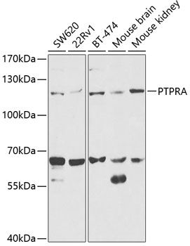 PTPRA antibody