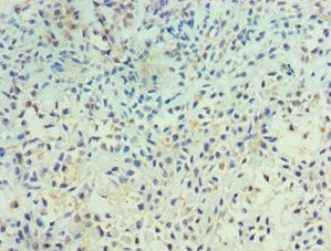 PTPRA Antibody
